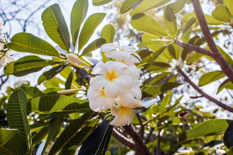 Green Plant with White Flower Stock Image - Image of beautiful, garden ...