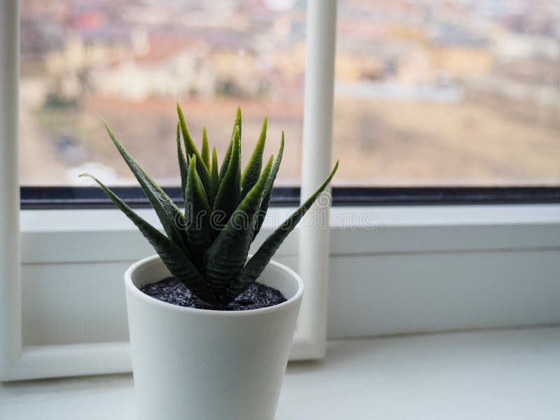 Green Plant on the Windowsill. Artificial Flower in a White Pot on the