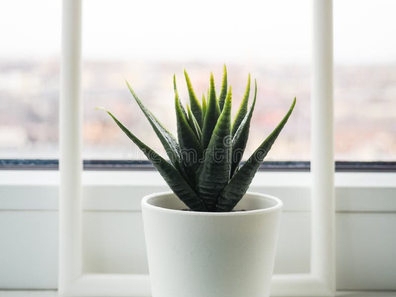 Green Plant on the Windowsill. Artificial Flower in a White Pot on the