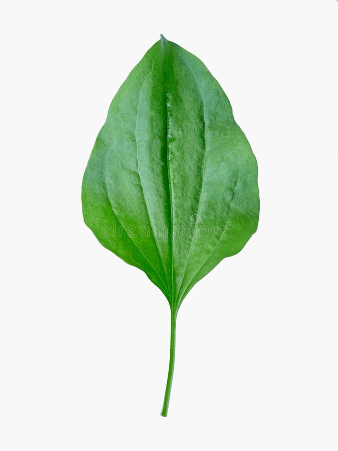 Green plantain leaf on white background vector illustration