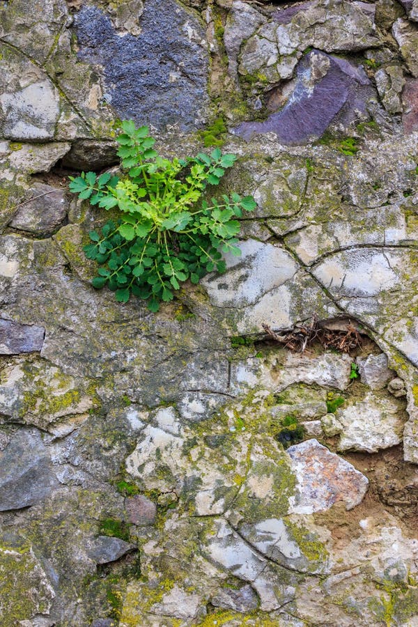 Green planton a stone wall