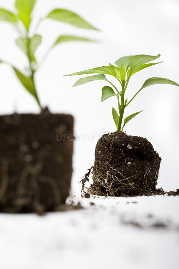 Green Plants