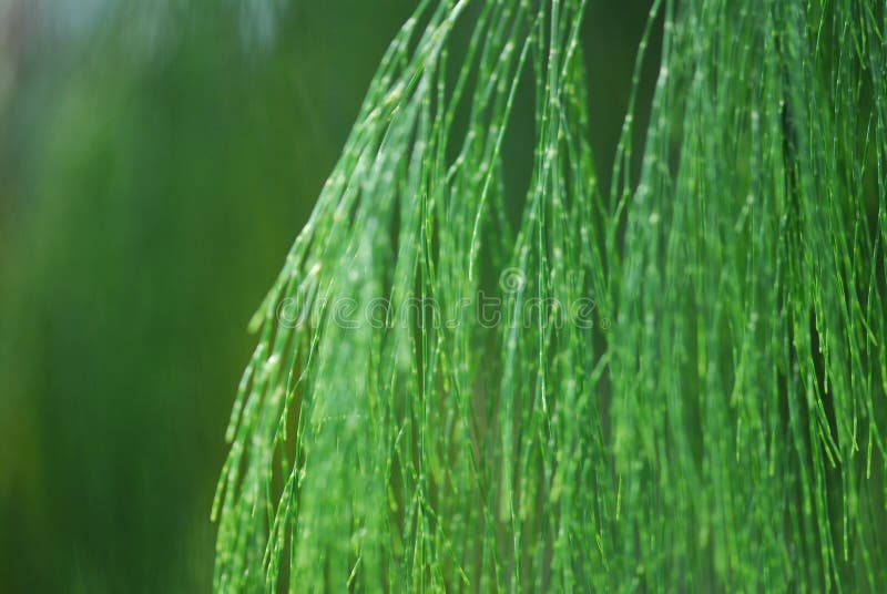 Green plants