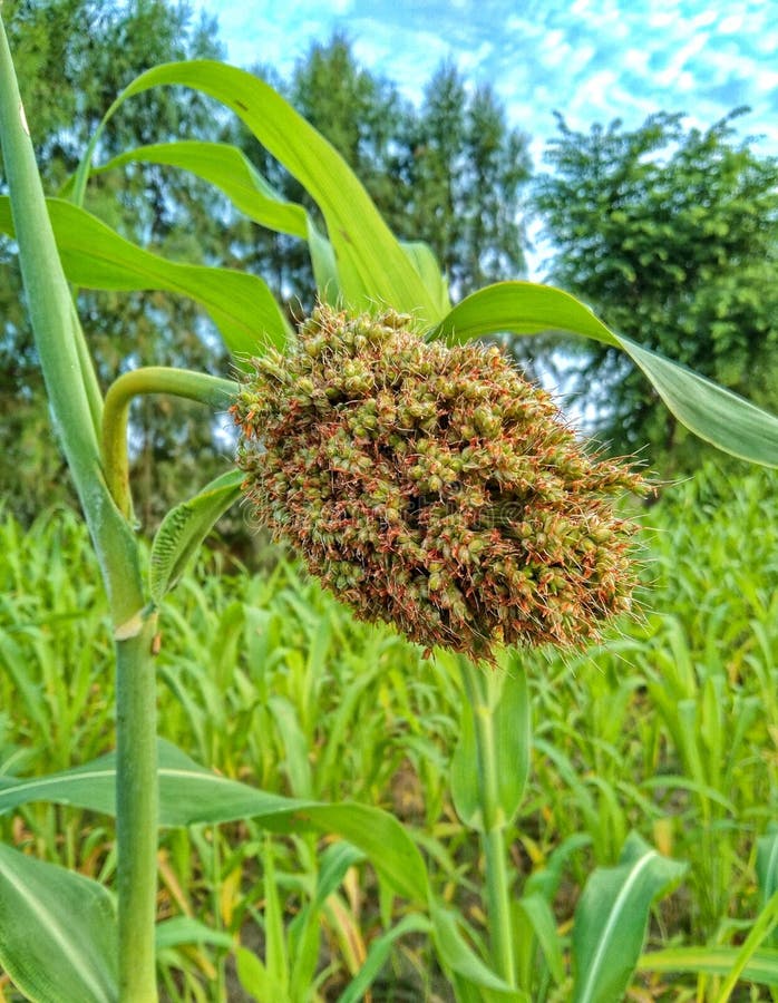 Autotrophs Plants autotrophs-plants