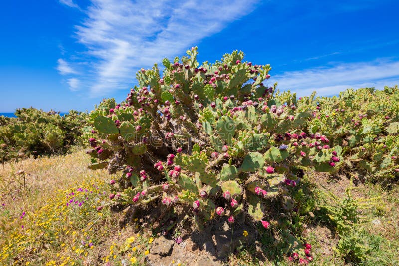 Cactus opuntia ficus-indica with fig fruits and blue sky