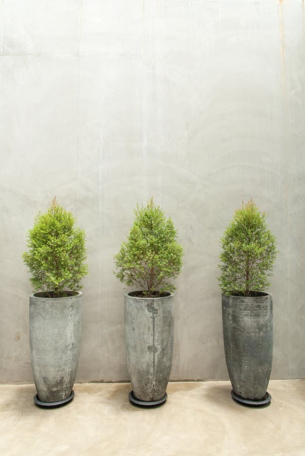 Green Plants in Concrete Pots on Concrete Wall Stock Image Image of