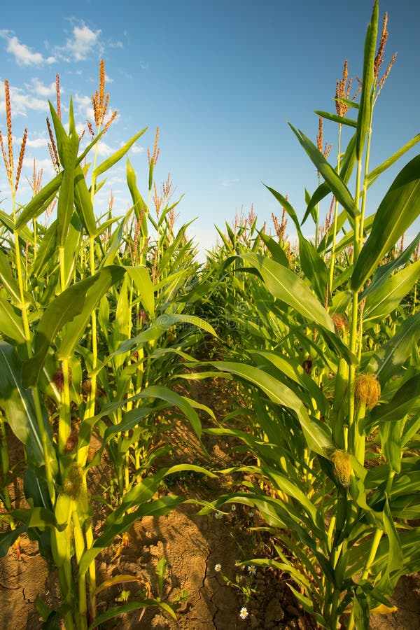 Plants Corn in garden stock image. Image of gunung, kebun - 238871131