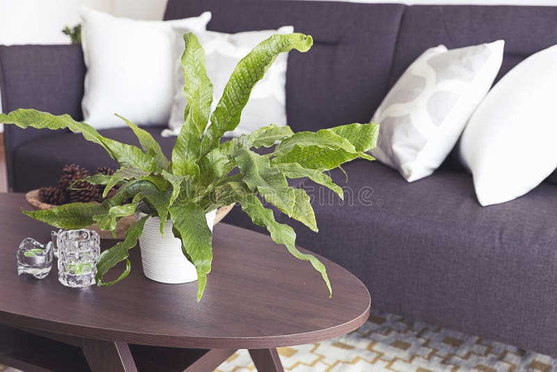 Green Plants Decorating a Room Stock Photo Image of decoration