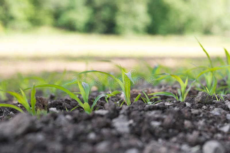 Green plants on a field stock image. Image of earth 188529299