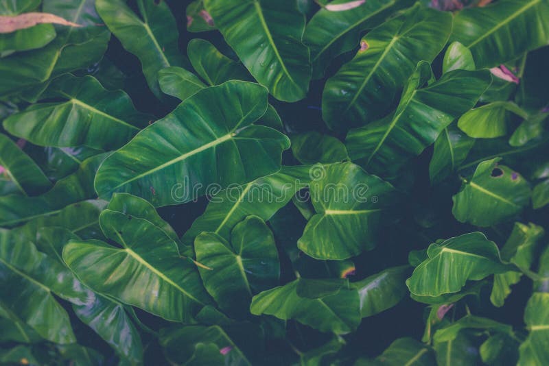 Green Plants Or Green Leaves In The Tropics As The Background Stock ...