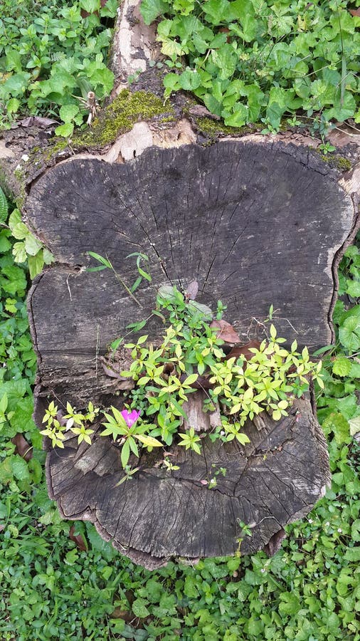 Green Plants Grow on Cut Trees with Grass All Around Stock Image