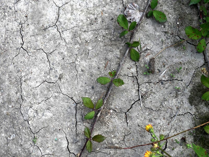 Green Plants Growing in Cracked Dried Mud Stock Photo Image of