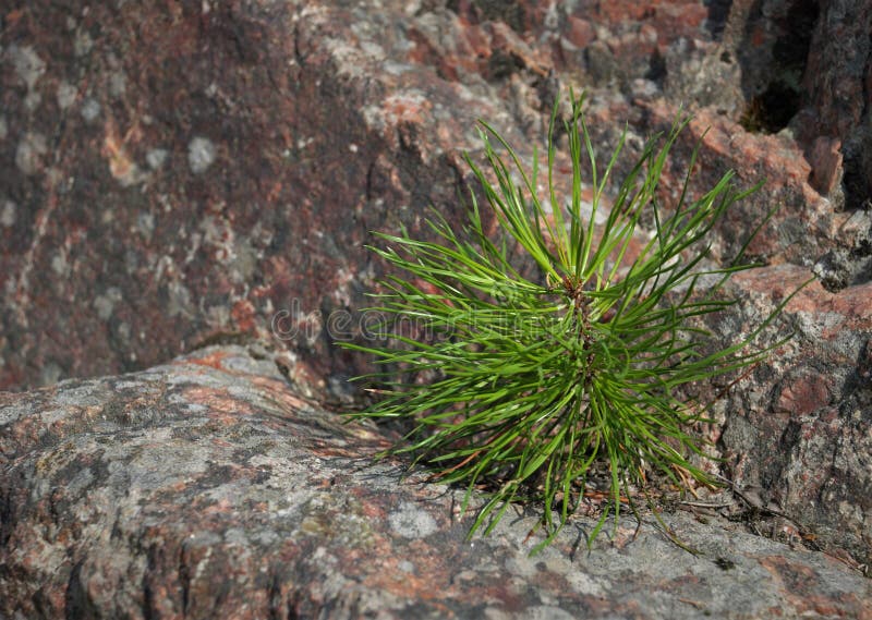 Green Plants Growing on Stones Stock Photo Image of city, background