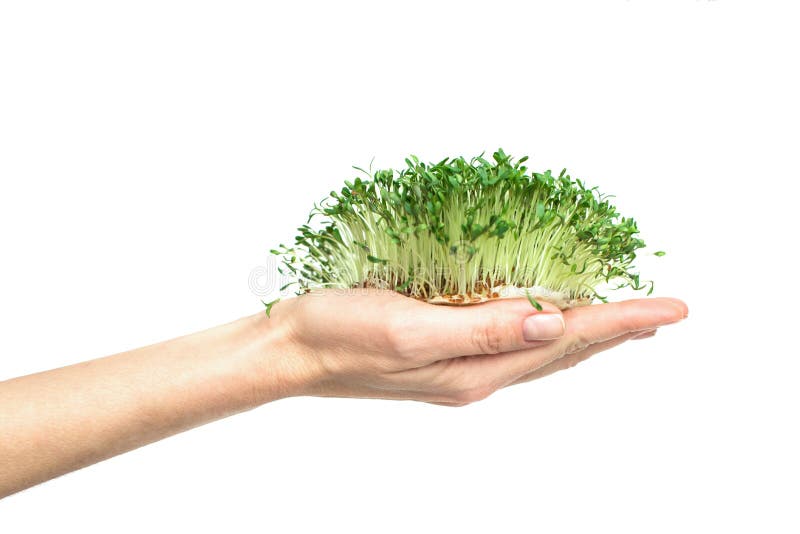Zelený rostliny v ruce, naklíčených semena z řeřicha salát v dlani na bílý, izolovat,, surový potraviny.