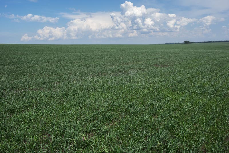 Green Plants in Large Farm Fields. Clouds in the Blue Sky Stock Image