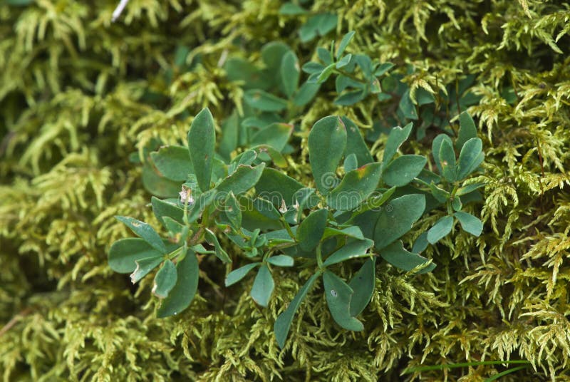 Green Plants Make Their Way through a Moss Carpet in Autumn Stock Image
