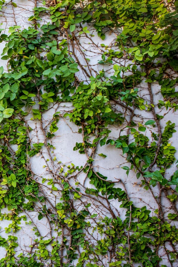 Green Plants Natural Background, Plants Climbing a Wall Stock Photo