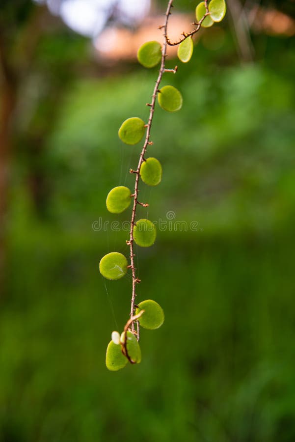 Green plants in nature royalty free stock photography