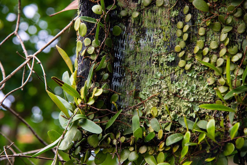 Green plants in nature stock image