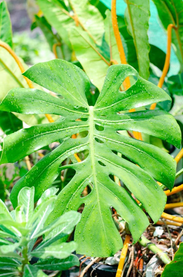 Green plants in nature concept royalty free stock photos
