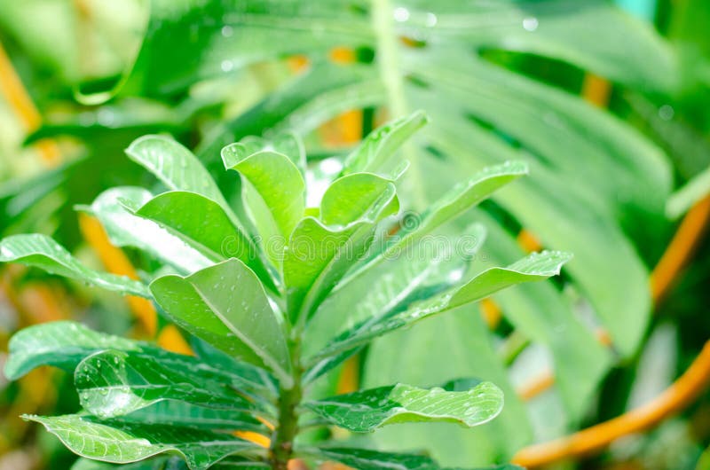Green plants in nature concept stock photos