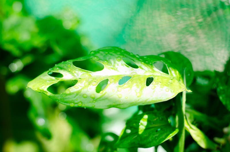 Green plants in nature concept royalty free stock image