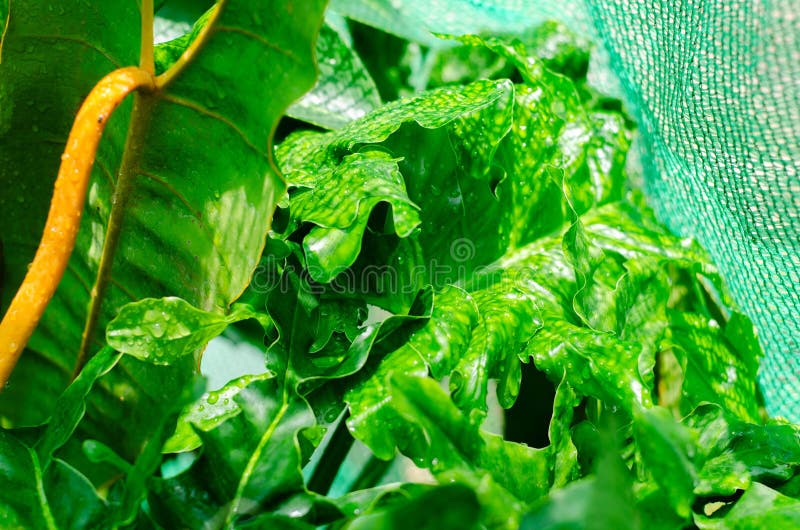 Green plants in nature concept stock photo
