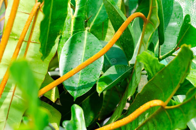 Green plants in nature concept stock photography
