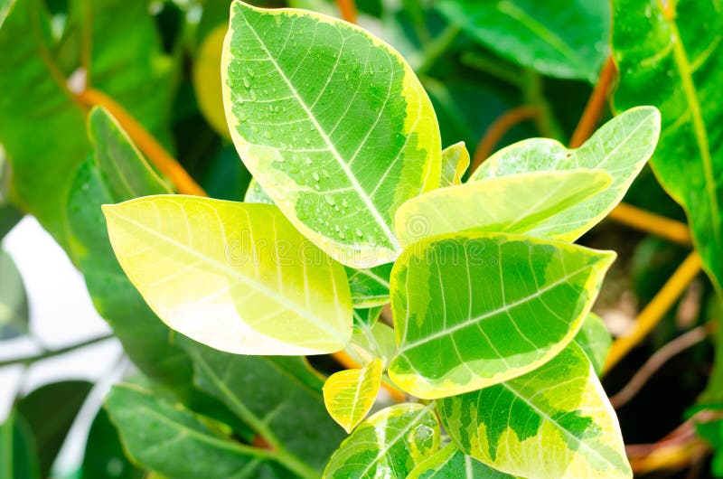 Green plants in nature concept stock images