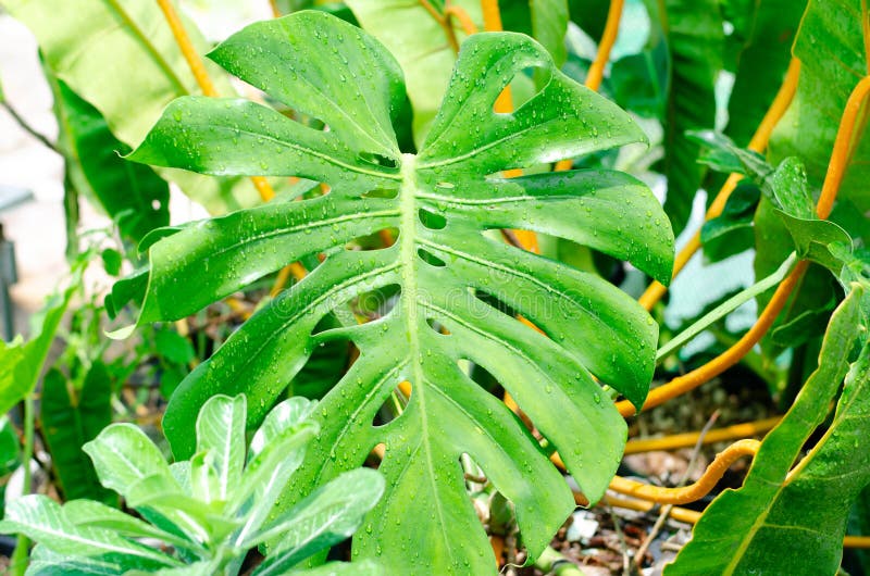 Green plants in nature concept stock images