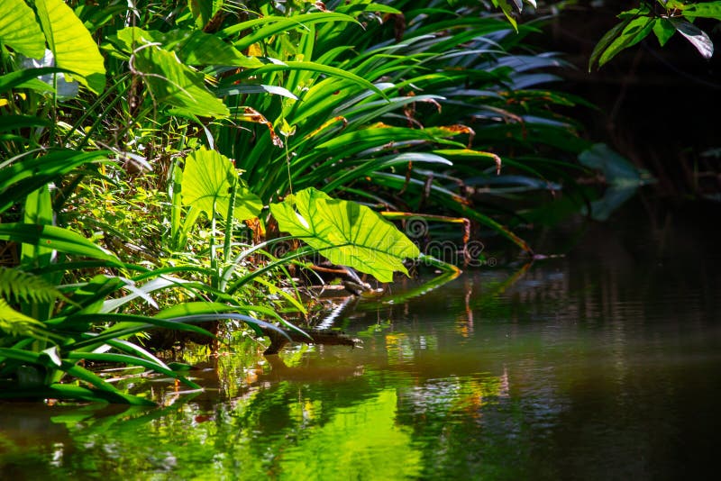 GREEN PLANTS ON WATER stock image. Image of water, plants 6195293