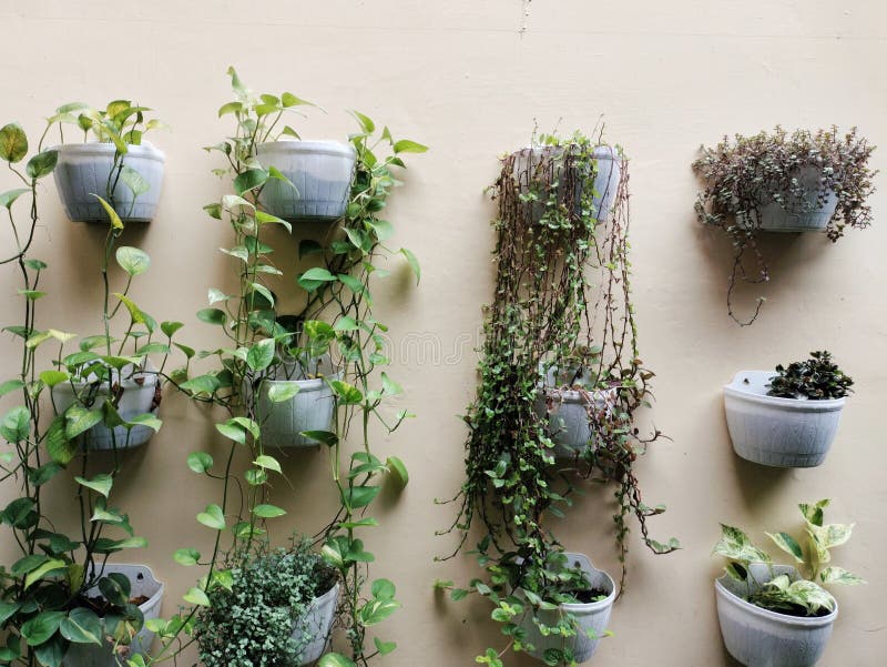 Green Plants Planted in Pots Attached To the Wall Stock Photo Image