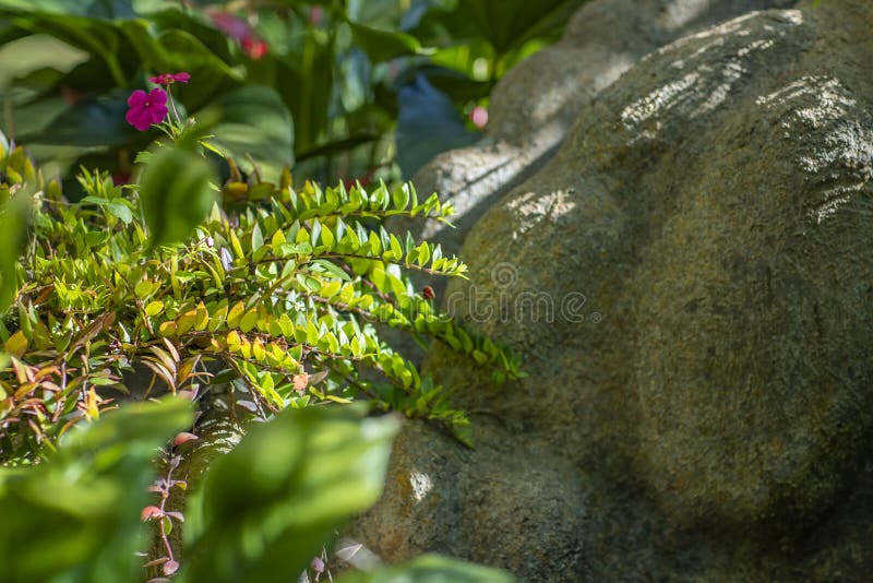 Green Plants between the Stones. Old Stone Wall Covered with Green