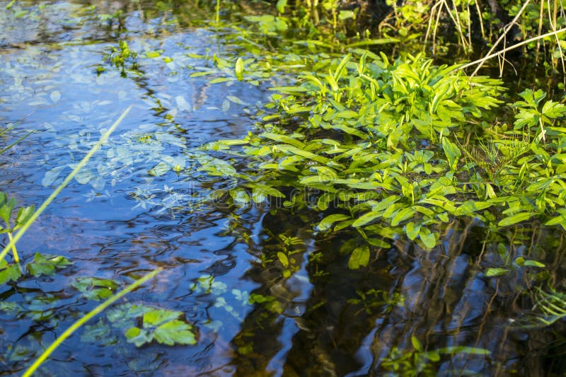 Green plants in the stream stock image. Image of movement - 139884385