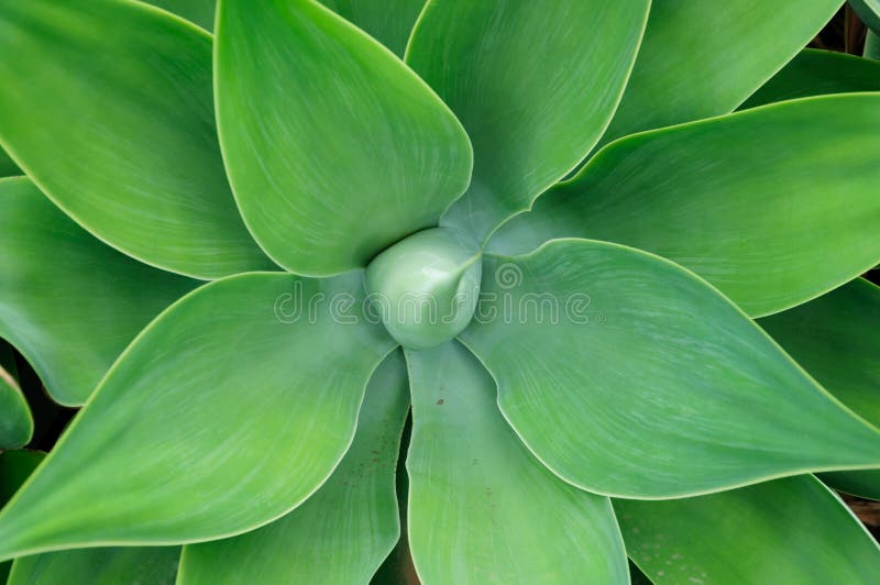 Cactus, background picture, succulent,plant, desert