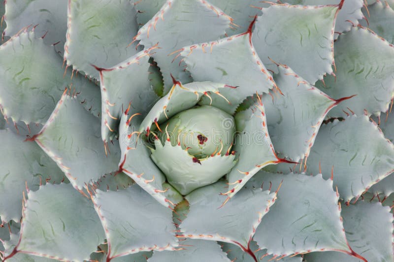 Cactus, background picture, succulent,plant, desert