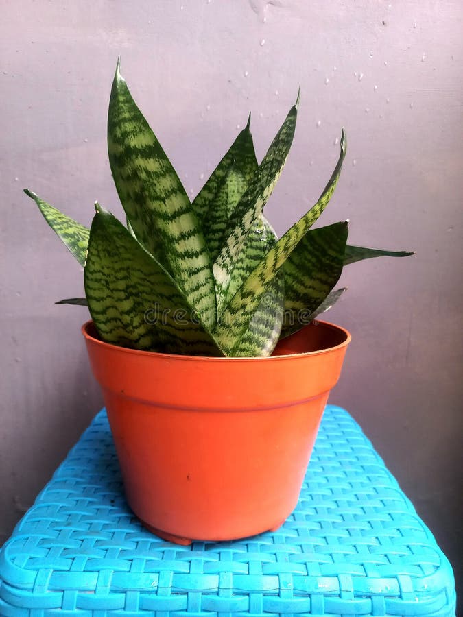 Green Plants Thrive in Pots Stock Image Image of nature, aglonema