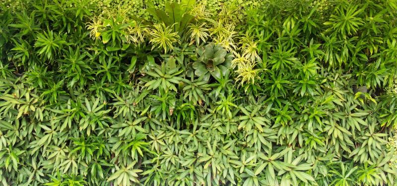 Green plants on the wall. royalty free stock image Green plants on the wall. royalty free stock image
