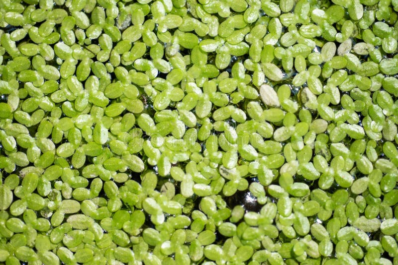 Green plants on water background royalty free stock photography