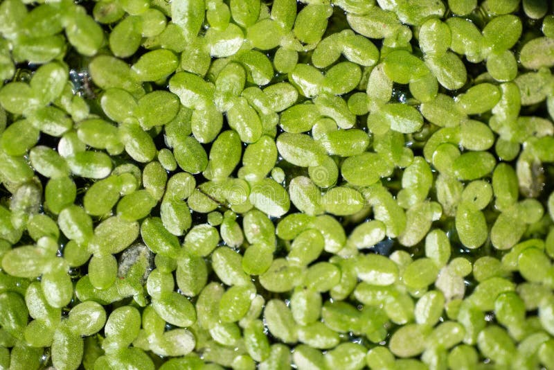 Green plants on water background royalty free stock images