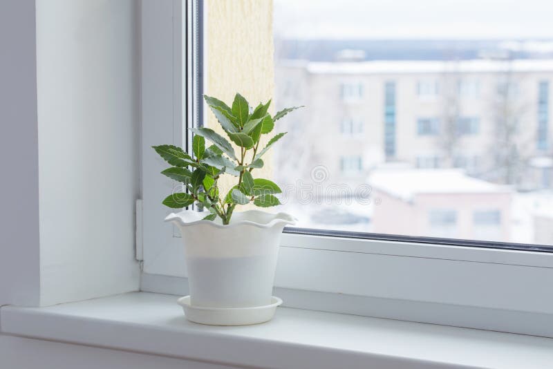 Plants on the Windowsill in Winter Stock Photo Image of bright, leaf