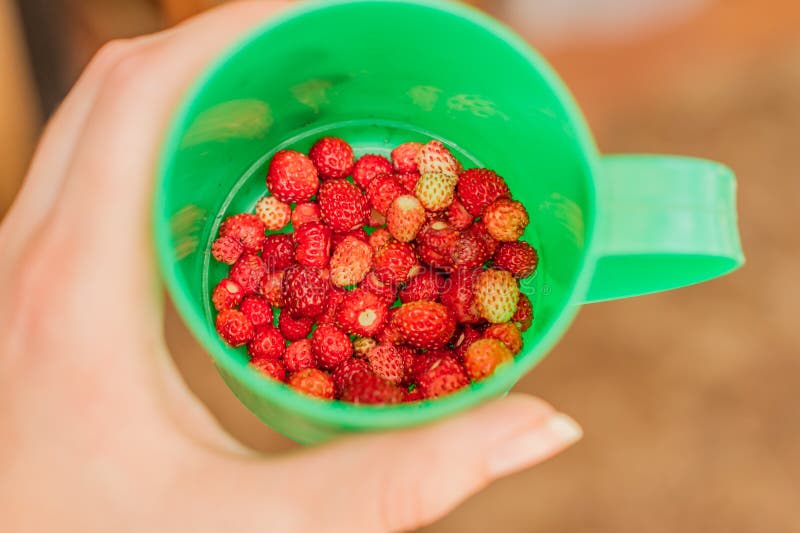 Green Plastic Cup with Wild Strawberries in Female Hand Stock Image