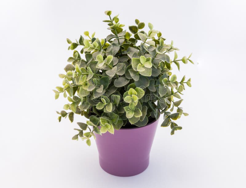 Green Plastic Decorative Flower in a Violet Plastic Pot is on a White