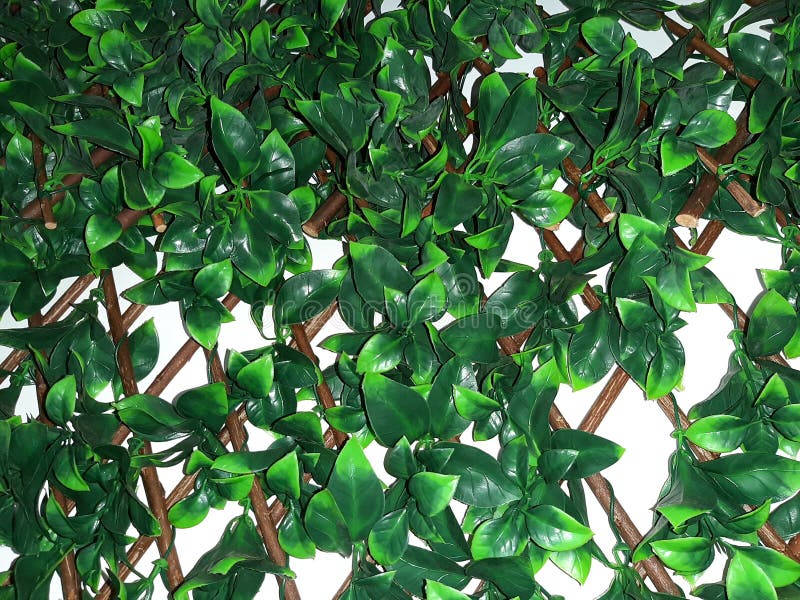 Green Plastic Flowers Mounted on the Wall Stock Photo Image of flowers, mounted 175151452