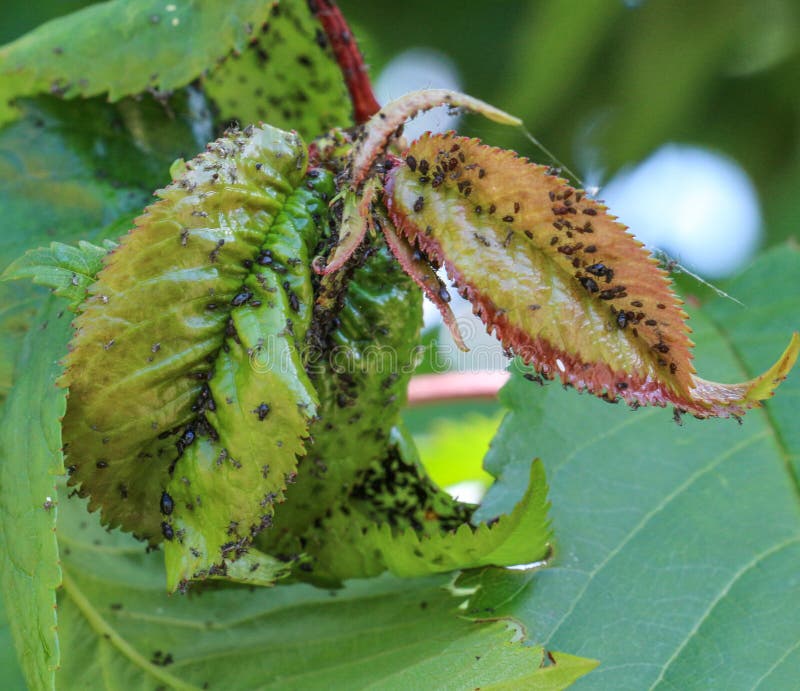 Green plum leaf with pests