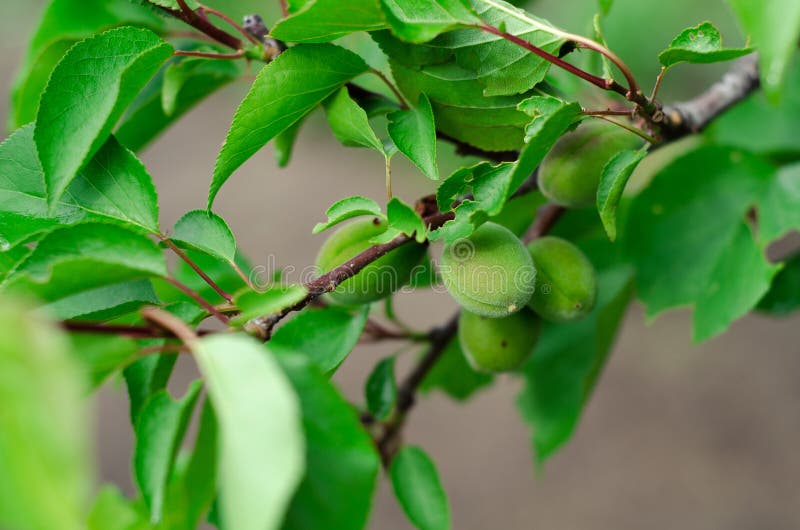 Green Plum Leaves Background Stock Photo Image of green, backgrounds