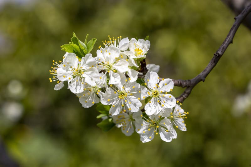 Plum Tree Blossom Stock Photos - Download 19,507 Royalty Free Photos