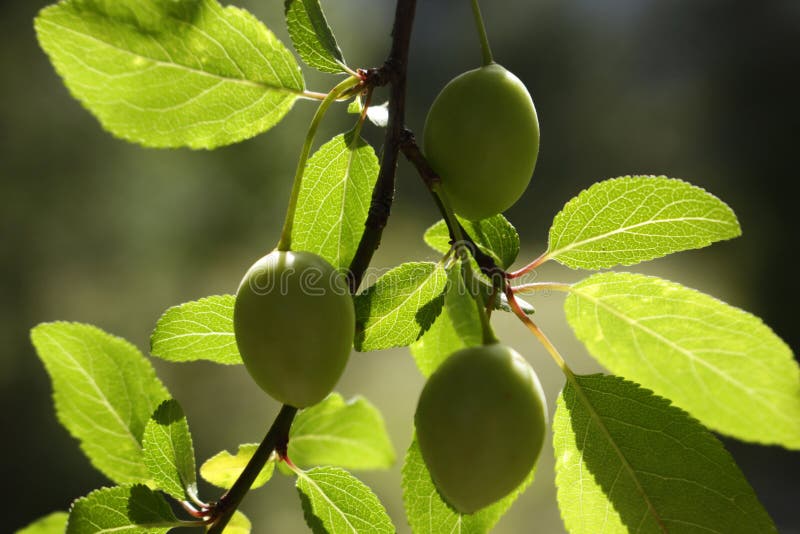 Green plums stock image. Image of eating, healthy, botany 194131913