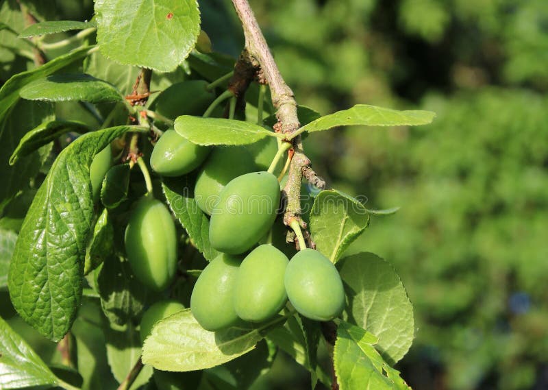 Green Plums Growing on a Victoria Plum Tree Stock Photo Image of