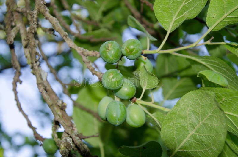 Green plums stock photo. Image of fruit, branch, summer 43276396